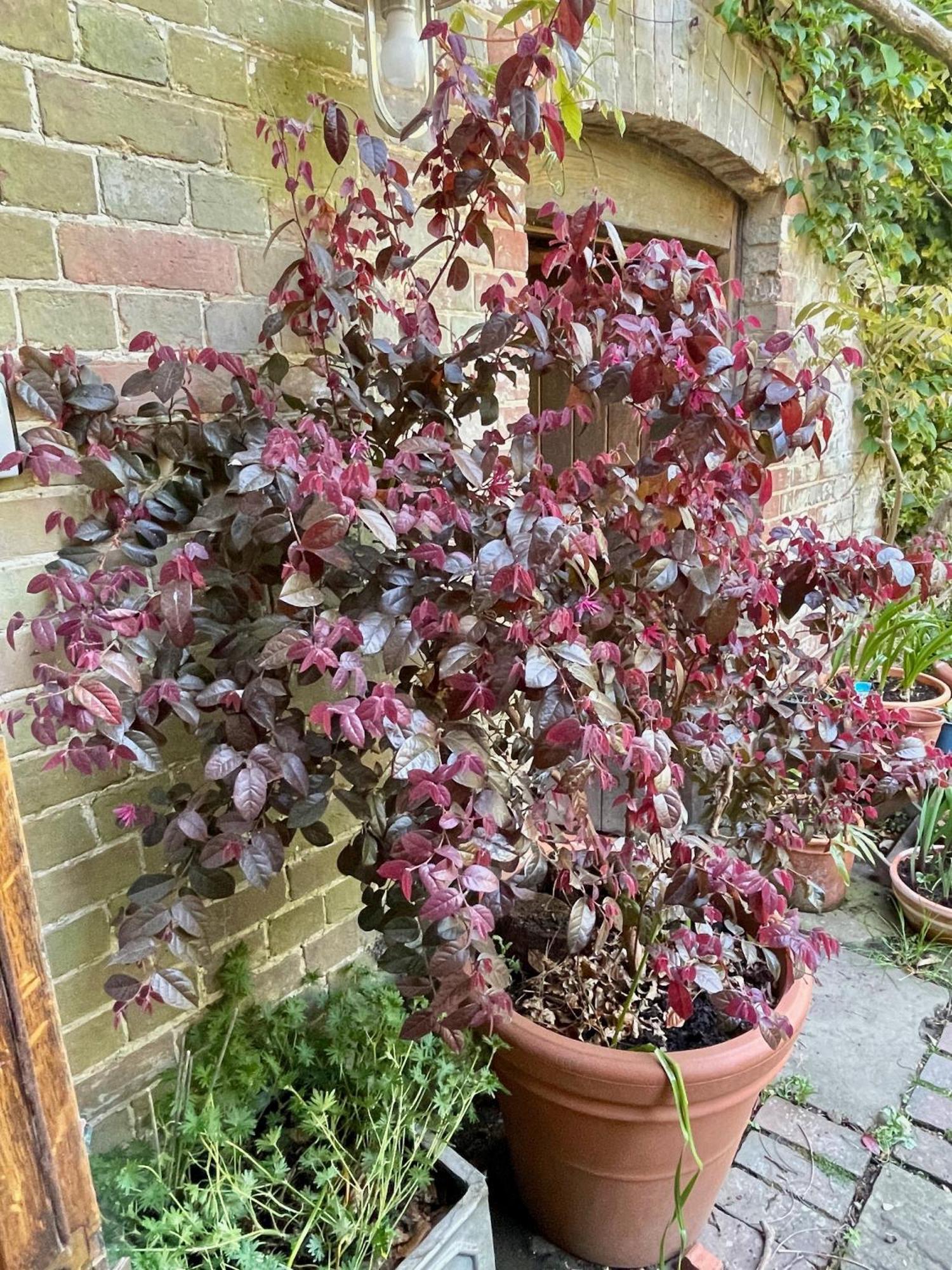 Appartamento The Grannery Wadhurst Esterno foto